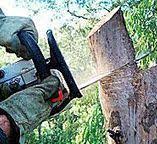 Best Firewood Processing and Delivery  in Belford, NJ