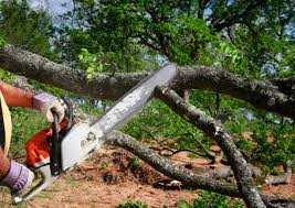Best Tree Cabling and Bracing  in Belford, NJ