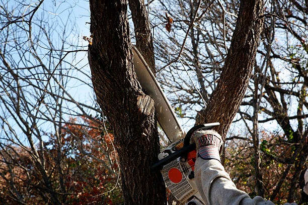 Best Emergency Tree Removal  in Belford, NJ