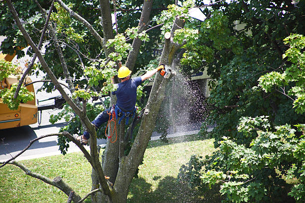 Best Lawn Disease Treatment  in Belford, NJ